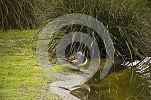 Mandarin Duck Aix galericulata drake