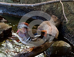Mandarin duck  Aix galericulata extraordinary photo