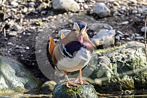 The mandarin duck, Aix galericulata in a german zoo