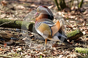 The mandarin duck, Aix galericulata in a german zoo
