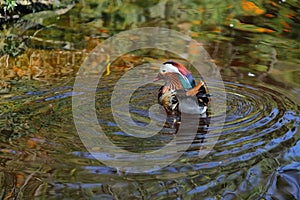 Mandarin duck (Aix galericulata) i