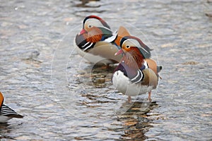 The mandarin duck (Aix galericulata) in Japan