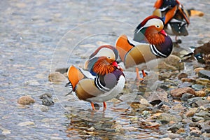 The mandarin duck (Aix galericulata) in Japan