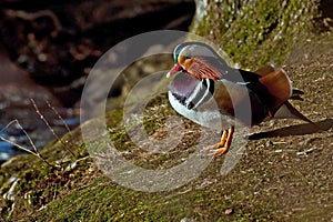 Mandarin duck, Aix galericulata male