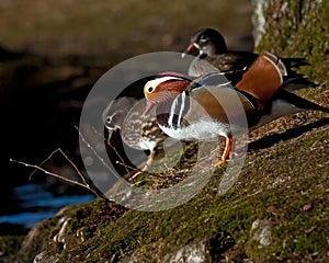 Mandarin duck, Aix galericulata male