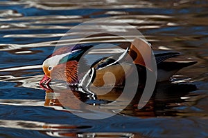 Mandarin duck, Aix galericulata male