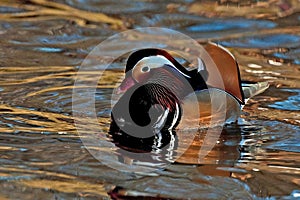 Mandarin duck, Aix galericulata male