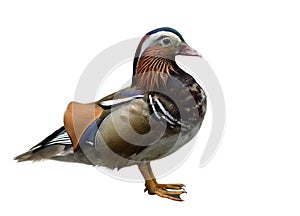 mandarin duck (Aix galericulata) multiple colors duck with sharp details feathers isolated on white background