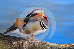 Mandarin Duck, Aix galericulata, sitting on the branch with blue water surface in background. Beautiful bird near the river water.