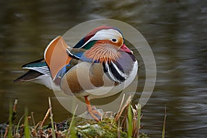 Mandarin Duck, Aix galericulata, sitting on the branch with blue water surface in background. Beautiful bird near the river water