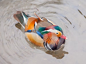 Mandarin duck, Aix galericulata, in the water.