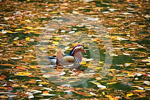 Mandarin duck in Autumn