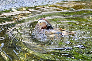 Mandarin Duck Bathing