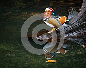 Mandarin duck photo