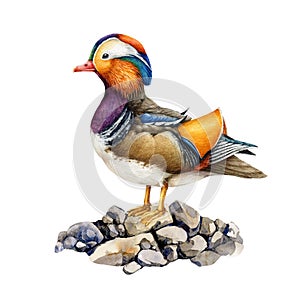 Mandarin duck bird standing on the ground. Watercolor realistic illustration. Beautiful wildlife waterfowl avian. Bird