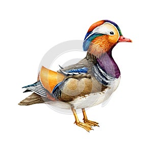 Mandarin duck bird watercolor realistic illustration. Hand drawn beautiful wildlife waterfowl asian avian. Bird with