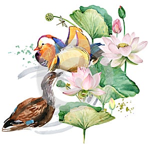 Mandarin duck in the blossom lotus flowers. floral pretty design. water bird