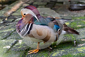 Mandarin Duck in Captivity: A Vibrant and Beautiful Display at the Zoological Park
