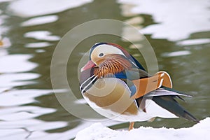 Mandarin duck