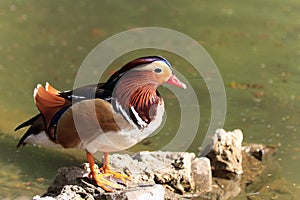 Mandarin Duck Drake (Aix Galericulata)