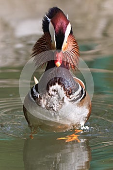 Mandarin Duck Drake (Aix Galericulata)