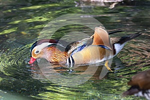 Mandarin Duck Drinking Water On A Pond