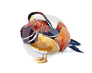 Mandarin Duck Farm Bird Watercolor Illustration Hand Painted