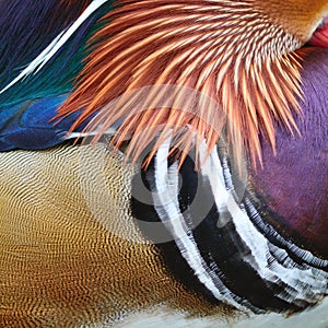 Mandarin duck feathers