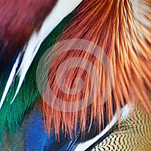 Mandarin Duck feathers