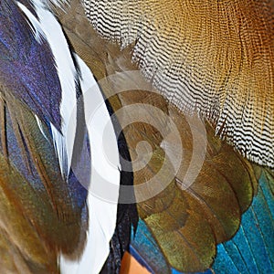 Mandarin duck feathers