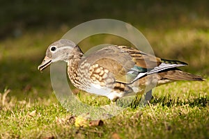 Mandarin Duck female