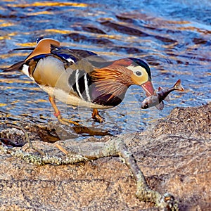 Mandarin duck with a fish in his beak