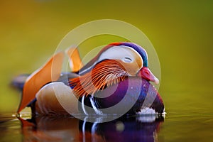 Mandarin duck floating and calm on the water