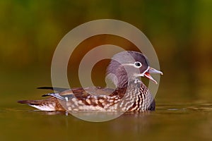 Mandarin duck floating on the water