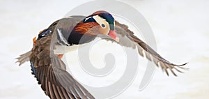 Mandarin duck flying in winter,