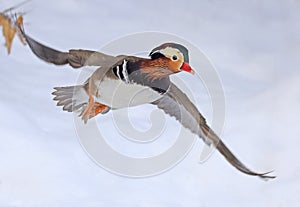 Mandarin duck flying in winter