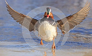 Mandarin duck flying in winter with lake background