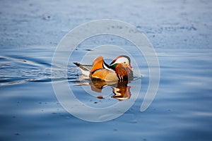 A mandarin duck on the lake