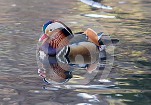Mandarin duck in a lake