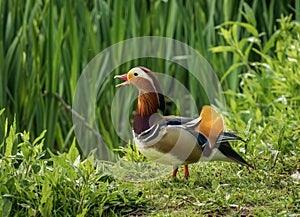 Mandarin Duck on the lakeshore at the Mere in Ellesmere