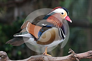 Mandarin Duck Male