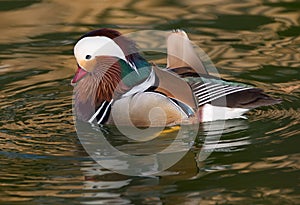 Mandarin Duck Male