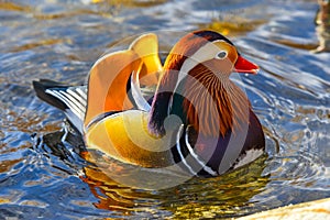 Mandarin duck male