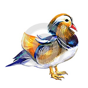 Mandarin duck male, Aix galericulata, isolated, watercolor illustration on white