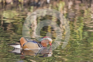 Male Mandarin duck Aix Galericulata swimming with his bill in the water