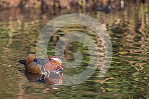 Male Mandarin duck Aix Galericulata on colourful water