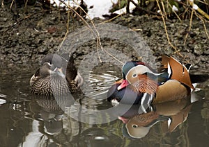 Mandarin duck male and female photo