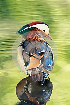 A Mandarin duck male in water reflecting the vegetation