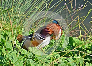 Mandarin duck in the marsh