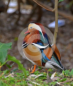 Mandarin duck in the marsh